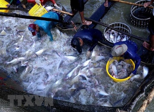 Cá tra Việt Nam năm 2018: Bứt phá ngoạn mục từ những khó khăn