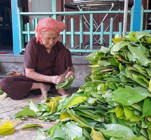 Đón vụ trầu Tết