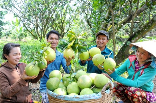 Miền trái ngọt đồng bằng, bứt phá vượt qua các cột mốc