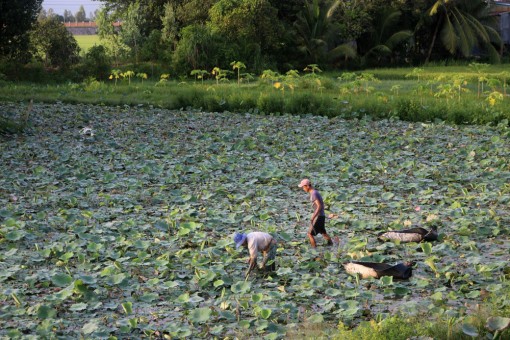 Trồng sen trên đất ruộng