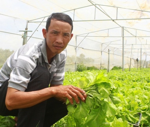 Vĩnh Long: Cây màu phát triển khá