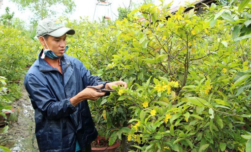 Bão số 1 khiến bà con trồng hoa tết miền Tây 'rầu thúi ruột'