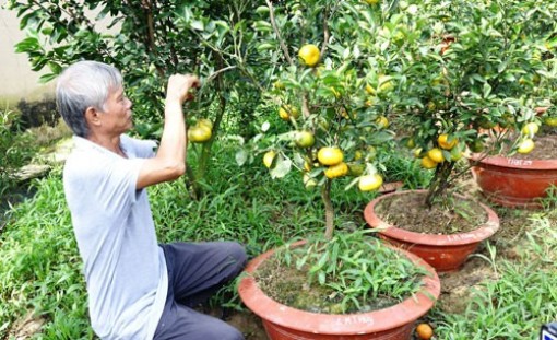 Lai Vung khan hiếm quýt hồng chưng Tết