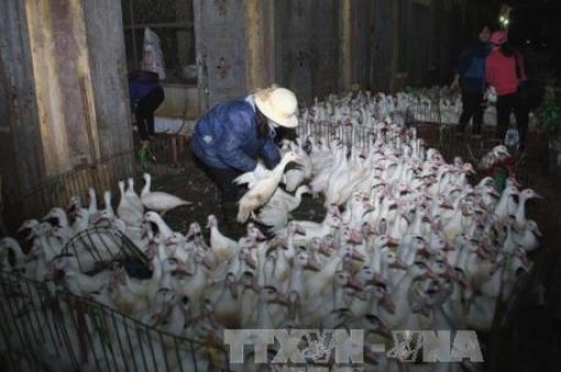 Long An phát hiện ổ dịch cúm gia cầm H5N1
