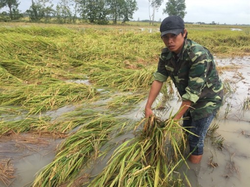 Lúa đổ ngã sau bão số 1, thương lái 'ngại' thu mua, nông dân Bạc Liêu gặp khó!