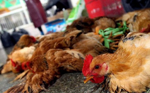 Long An: Công bố dịch cúm gia cầm H5N1 ở Cần Đước