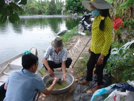 Long An: Lần đầu tiên nông dân phản đối ương cá tra giống