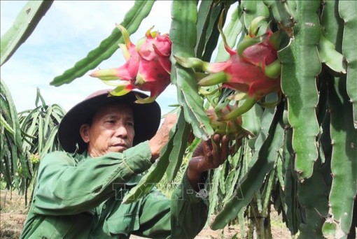 Tháo rửa chua phèn, lão nông cần mẫn làm giàu trên vùng Đồng Tháp Mười