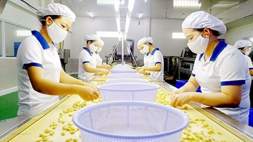 Năm 2018, ngành điều xuất khẩu 3,52 tỷ USD, đứng vị trí số 1 thế giới