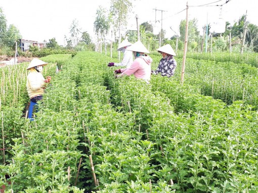 Hoa màu vào vụ đón Tết