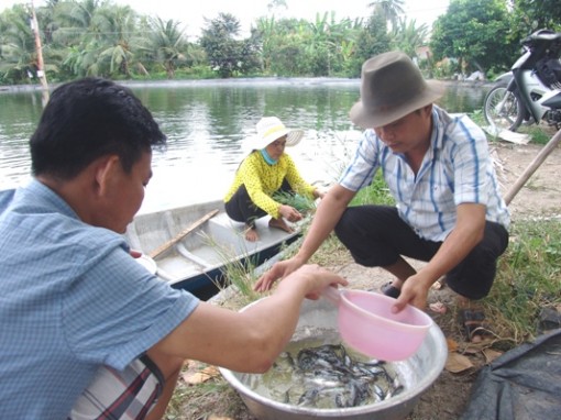 Bỏ lúa lao vào ương giống cá tra, trúng số thì ít trắng tay mới sợ