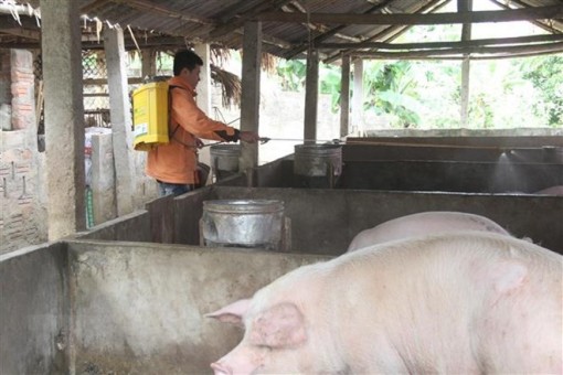 Xuất cấp 50.000 liều vắcxin lở mồm long móng type O cho Hà Tĩnh
