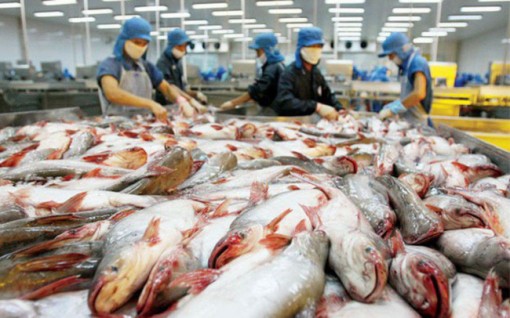 91% cá tra Việt Nam xuất khẩu là sang Mỹ