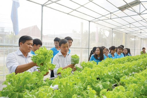 Hướng nghiệp với mô hình trồng rau trong nhà màng