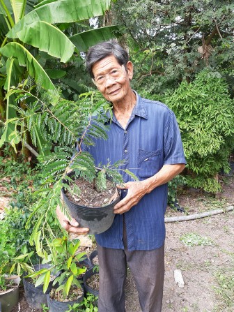 Hiệu quả kinh tế từ cây me Thái