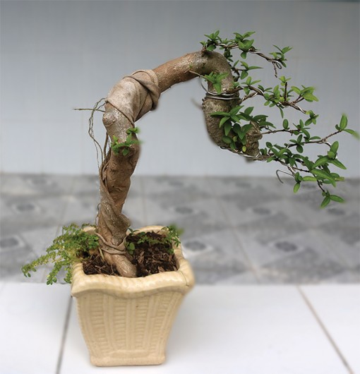 Thú chơi BON-SAI ngày Tết