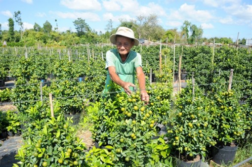 Đồng Tháp: Kiểng hạnh vào chậu giá cao