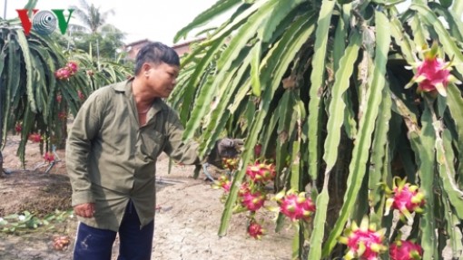 Hàng nghìn ha thanh long tại Tiền Giang chín đỏ chờ Tết