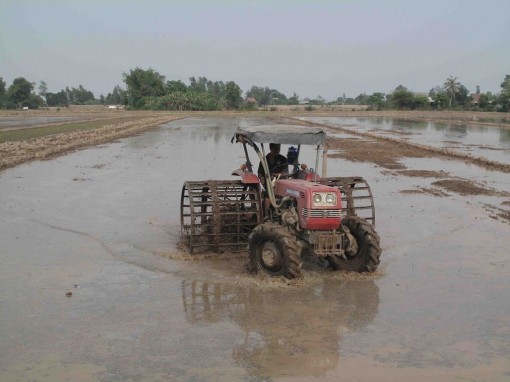 Liên kết để nông nghiệp phát triển