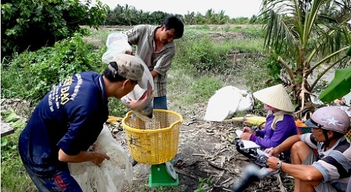 An Giang: Nuôi đàn "thủy quái" chả phải cho ăn, bán 1 con lời 1 triệu đồng