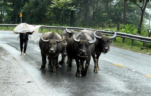 Bắc Bộ tiếp tục rét đậm, rét hại, vùng núi cao có nơi dưới 5 độ C