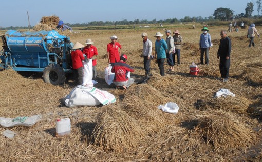 Đồng Tháp: Thuê ruộng làm lúa giúp người nghèo