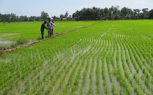 Vĩnh Long xây dựng cánh đồng lúa hữu cơ