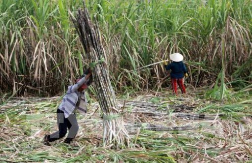 Giá mía tại Sóc Trăng thấp kỷ lục