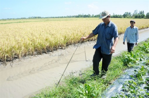 Nông dân ĐBSCL trúng mùa lúa - tôm, nông dân phấn khởi