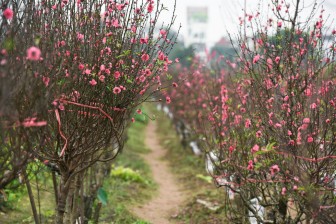 Vườn đào Nhật Tân rực sắc hồng đón Tết