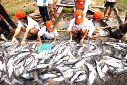 Xuất khẩu cá tra đặt mục tiêu 2,4 tỷ USD năm 2019
