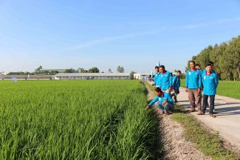 Khẩn trương triển khai chuỗi giá trị lúa gạo Japonica