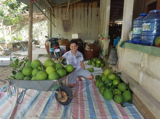 Bưởi da xanh 'sốt' ngày cận tết