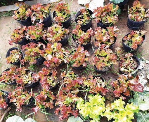 Rau cải “lên chậu” chưng Tết