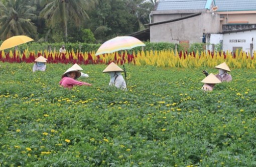 Làng hoa, cây kiểng Chợ Lách cung ứng hơn 10 triệu sản phẩm dịp tết