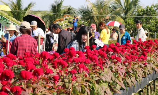 Làng hoa Sa Đéc: Dịu dàng sắc xuân