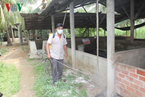 Dịch lở mồm long móng trên lợn bùng phát tại Bến Tre