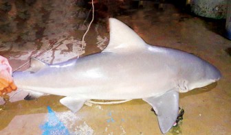 Chuyện săn cá mập ở Vàm Nao