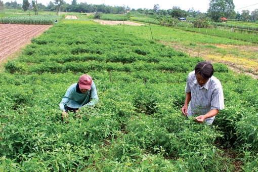 Rau sạch vào đất nước Chùa Tháp