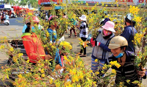 Cành mai dạo ngày giáp Tết
