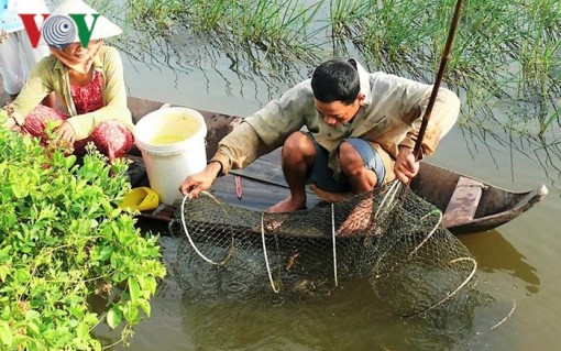 Đặc sản cua Cà Mau tăng giá mạnh trước Tết