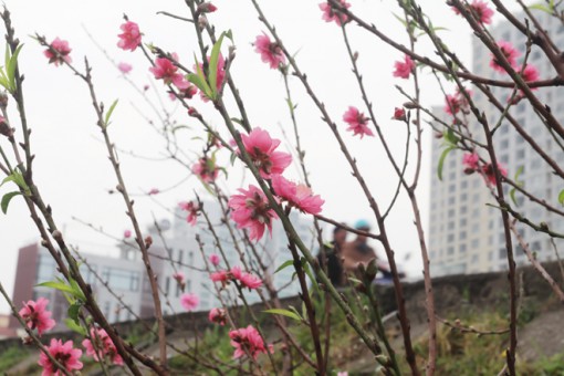 Miền Bắc nhiệt độ tăng, nắng ấm ngày đầu nghỉ Tết