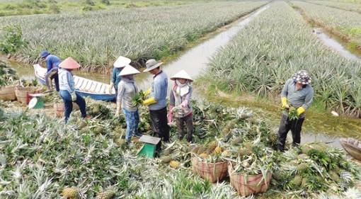 Làm giàu trên vùng đất chết