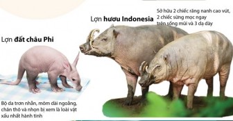 Những loài lợn kỳ lạ nhất trên thế giới
