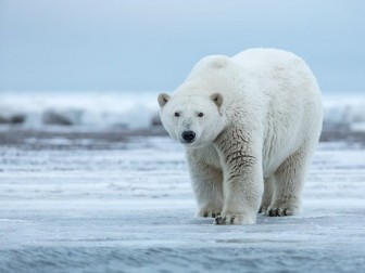 Thị trấn Nga bị gấu Bắc Cực xâm lăng