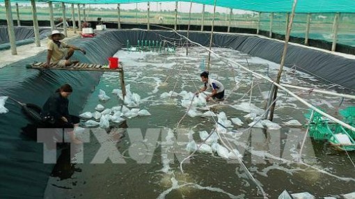 Kiên Giang liên kết nuôi tôm công nghiệp - bán công nghiệp