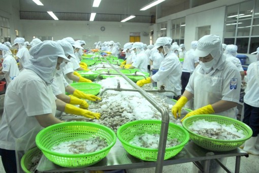 Xuất khẩu tôm sang Hàn Quốc có thể chạm mốc 500 triệu USD