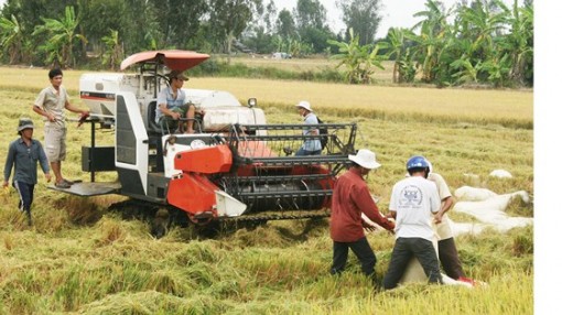 Lúa đông xuân ở ĐBSCL: Chờ vụ mùa bội thu