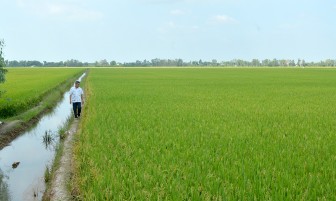 Sự thật về việc lúa có nguy cơ “chết khô” ở Tân Lập