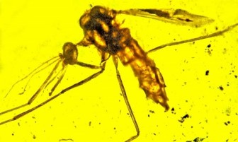 Hóa thạch muỗi truyền bệnh sốt rét trong hổ phách 100 triệu năm